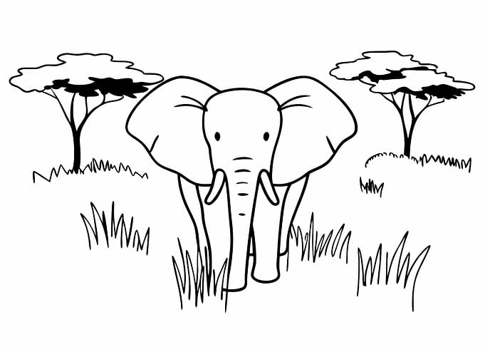 Elephant in the Savanna