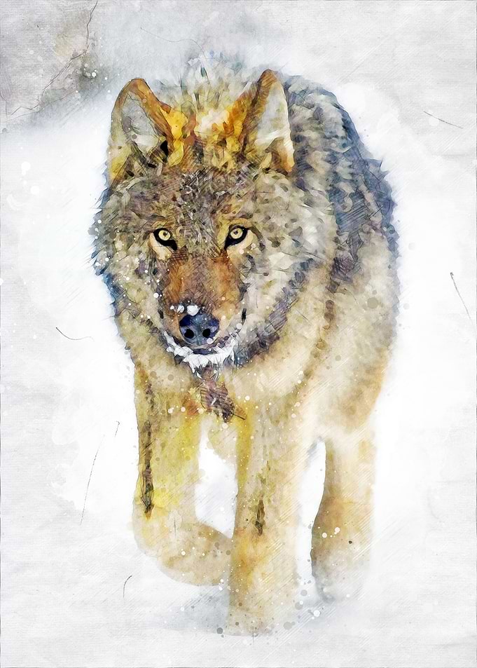 Wolf