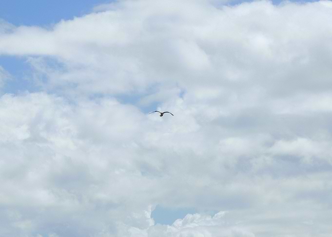Midflight