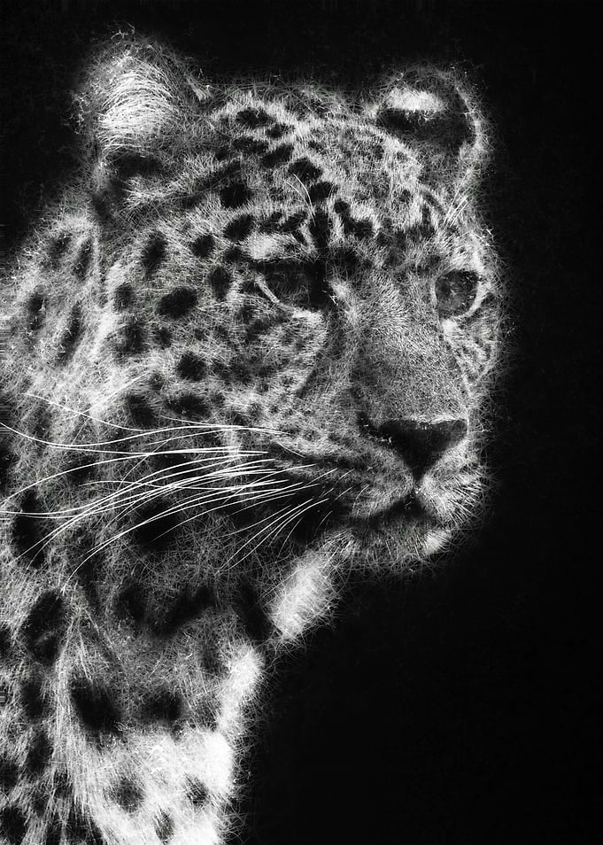 Leopard Portrait sketch art
