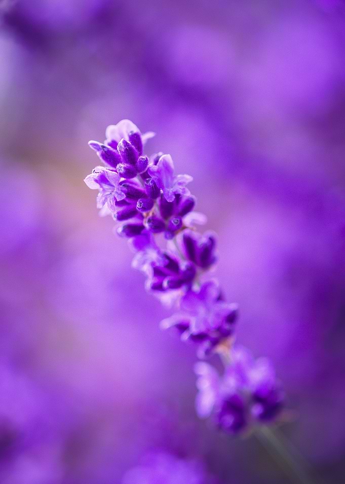 Purple Lavender Bloom
