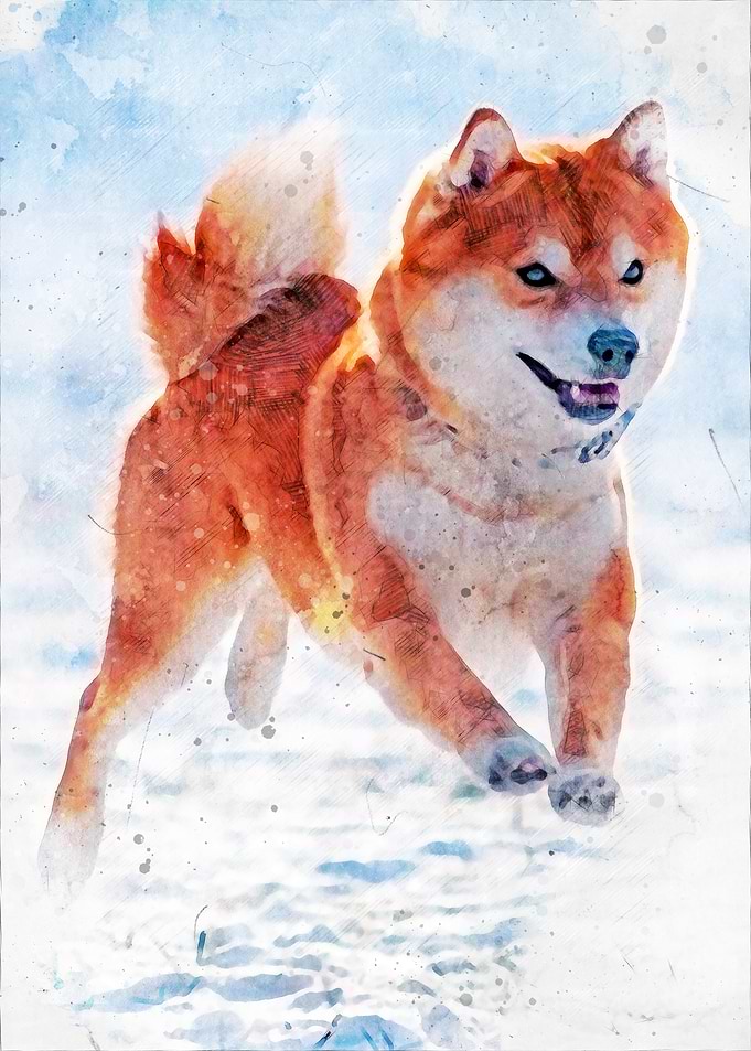 Shiba Inu