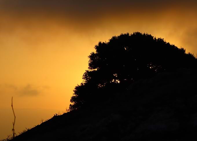 Silhouetted Tree at Sunset