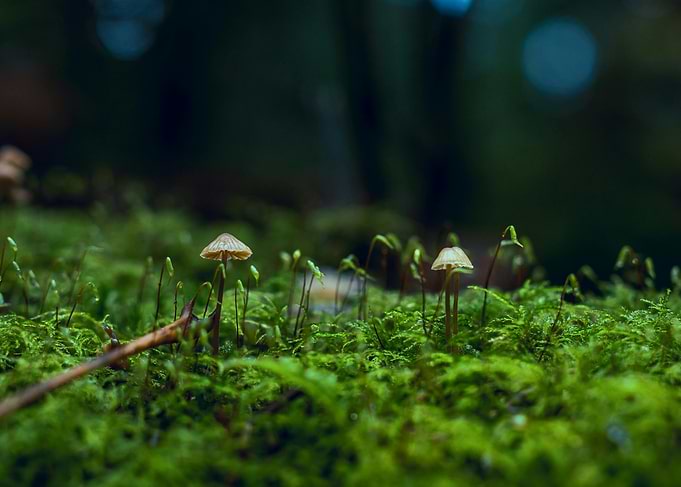 Tiny Mushrooms in a Mossy Wonderland