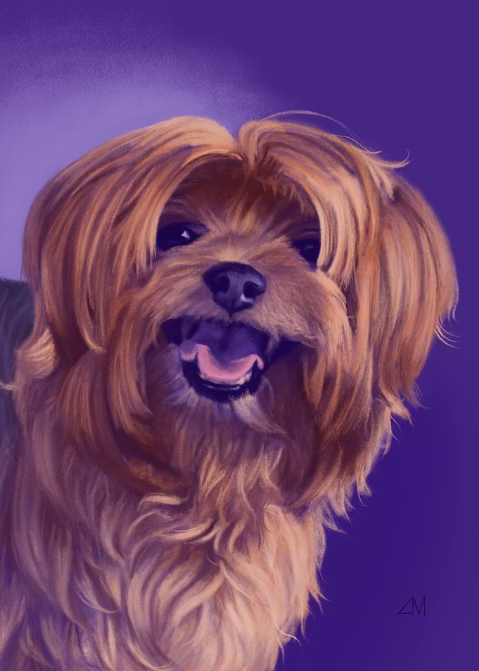Smiling Yorkie