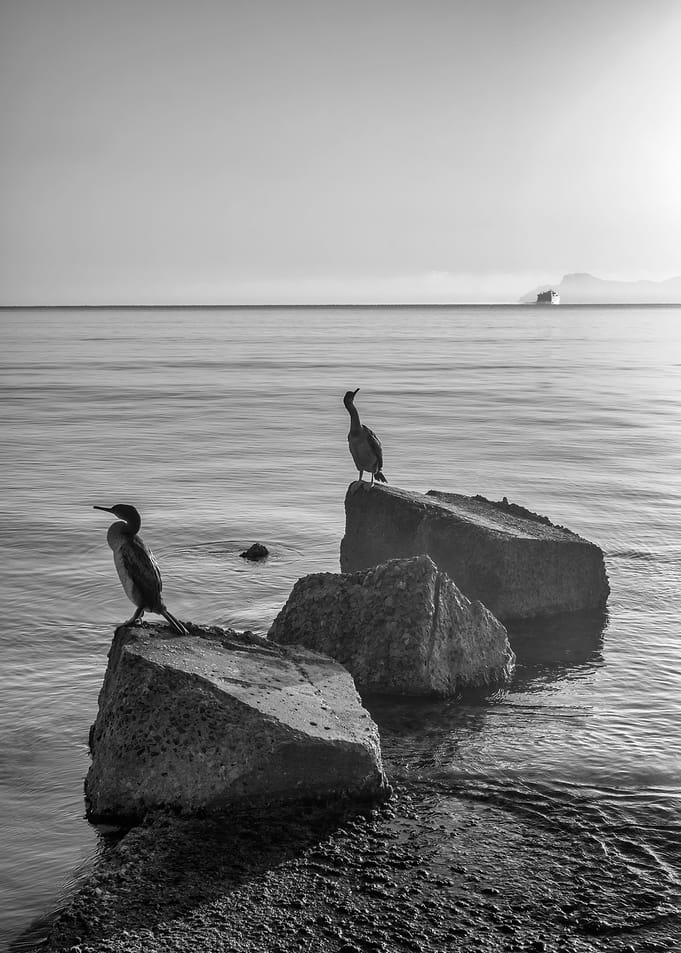 Cormorants on Rocks Birds sea ocean landscape