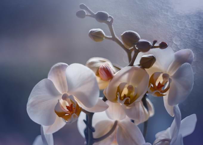 White Orchid Bloom