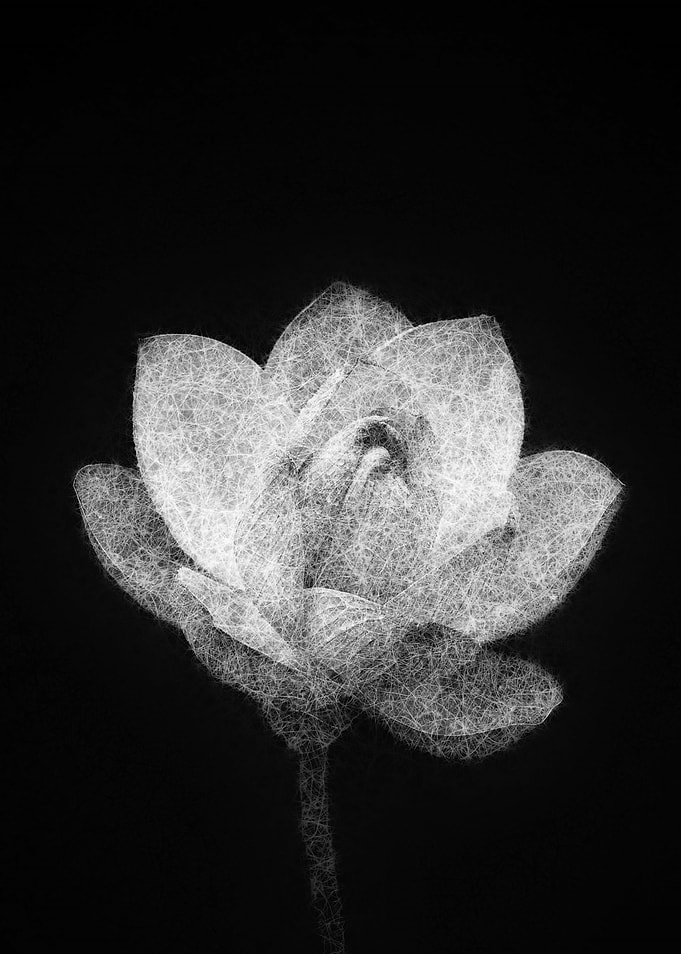 blooming lotus flower bud sketch art