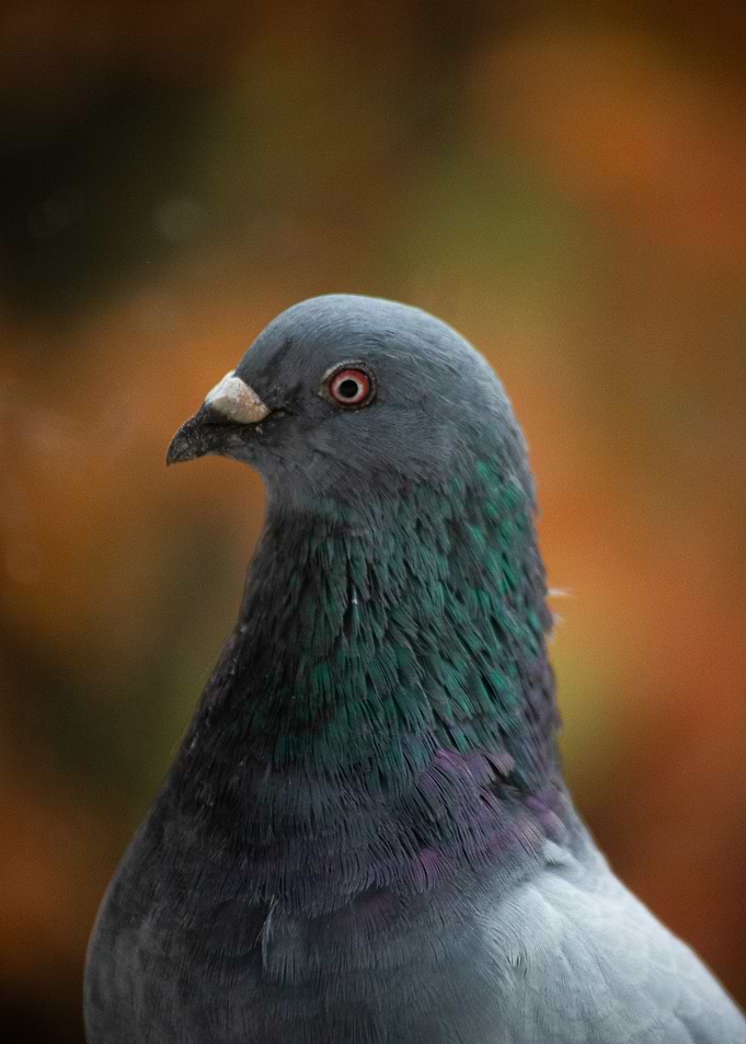 Close-up of a Pigeon