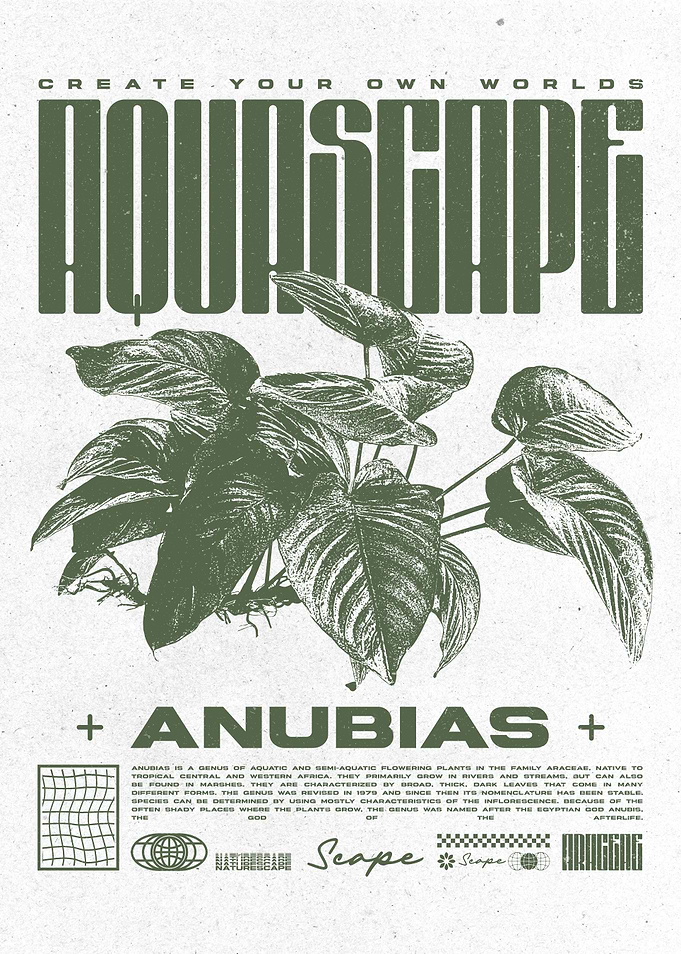 Anubias Aquascaping Plant