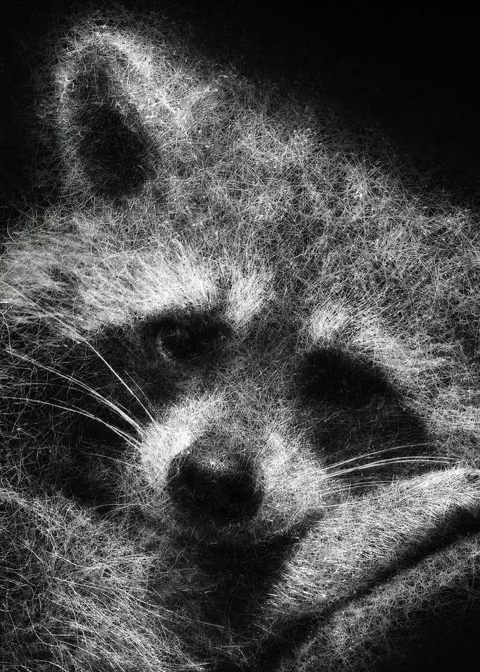 Raccoon Portrait in Threads sketch art