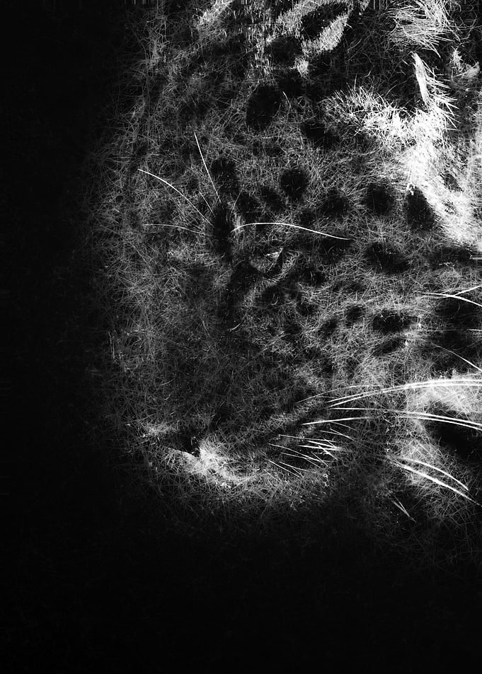 cheetah Panther face close-up sketch art