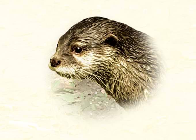 Otter Portrait