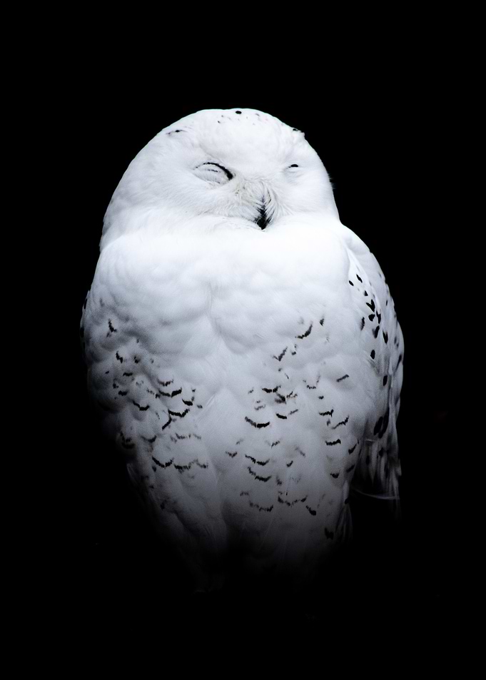 Snowy Owl Portrait