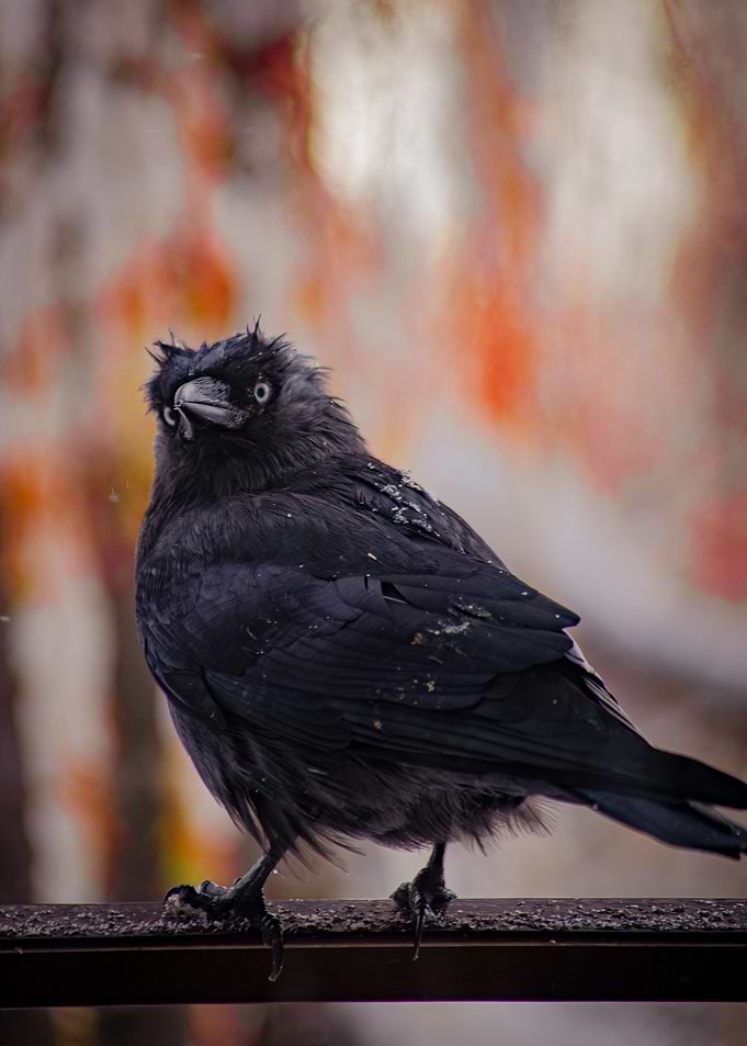 Black Crow on Railing