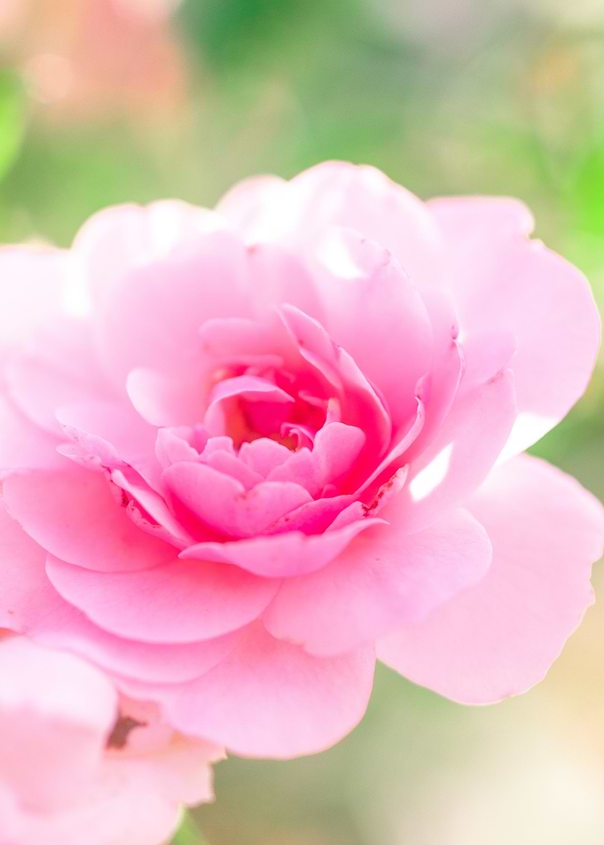 Pink Rose Close-Up