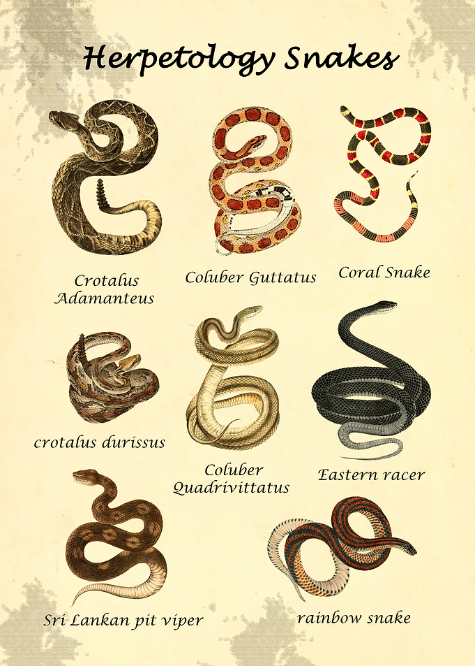 Herpetology Snake Chart