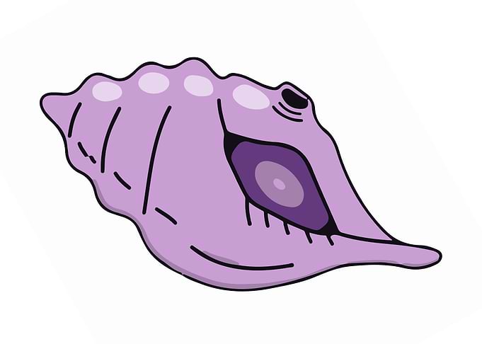 magic conch shell