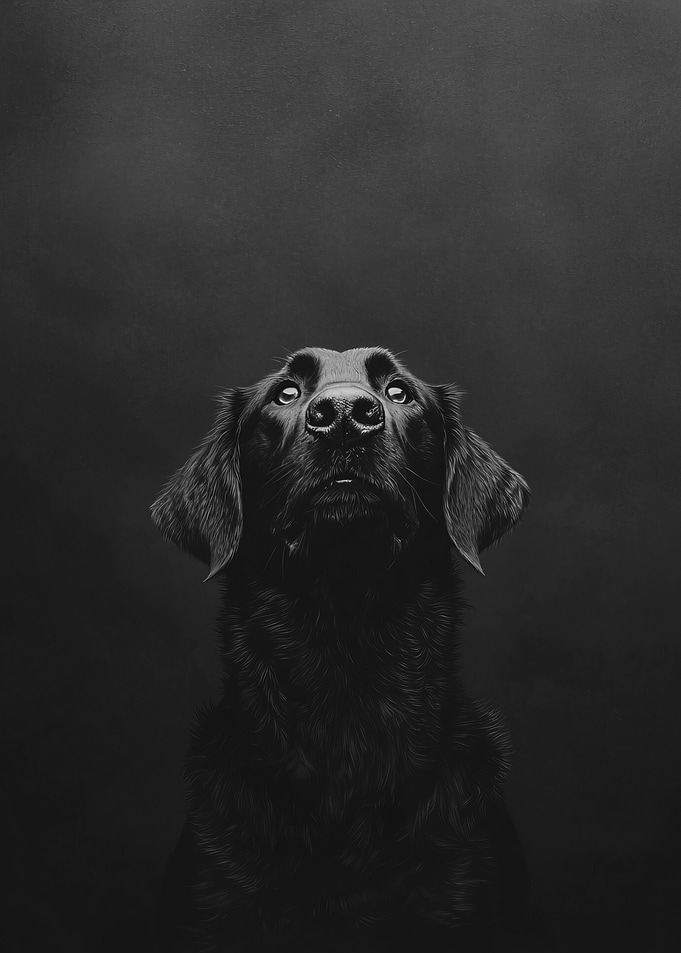 Flat-coated Retriever Photography