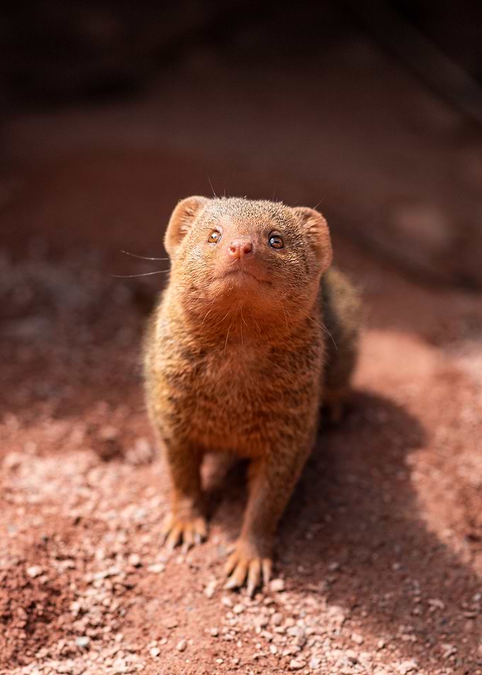 Curious Mongoose