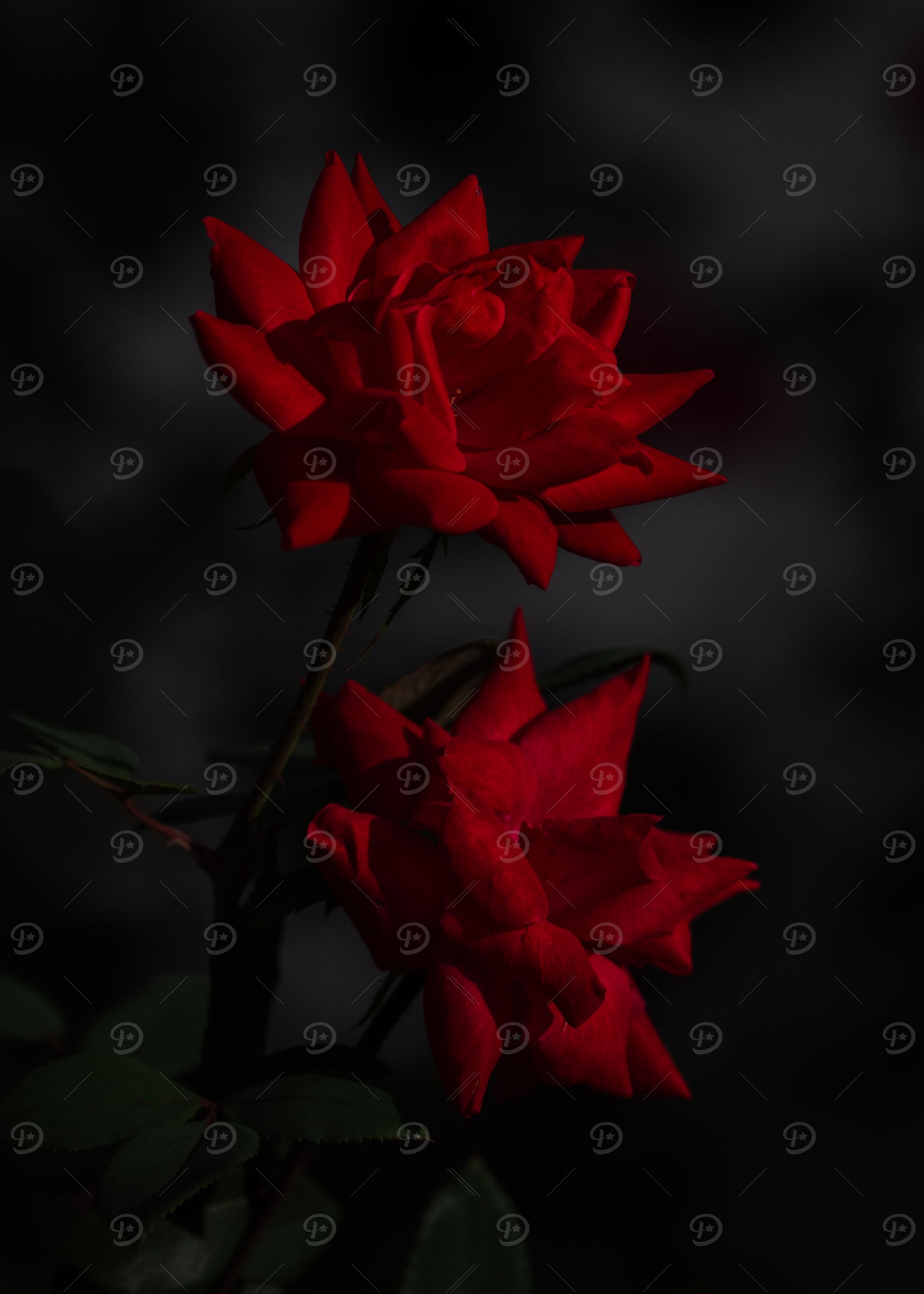 Red Roses in Darkness