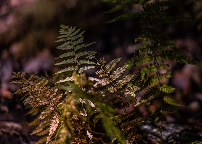 Fern Fronds in Sunlight