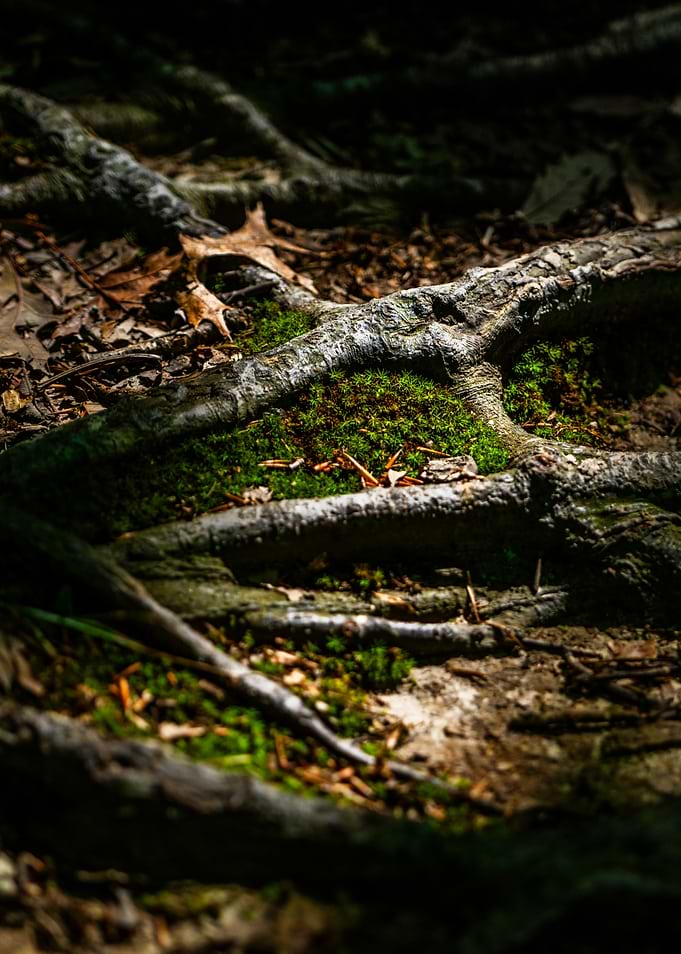 Forest Floor Roots