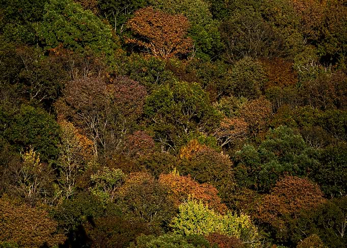 Autumn Forest Canopy