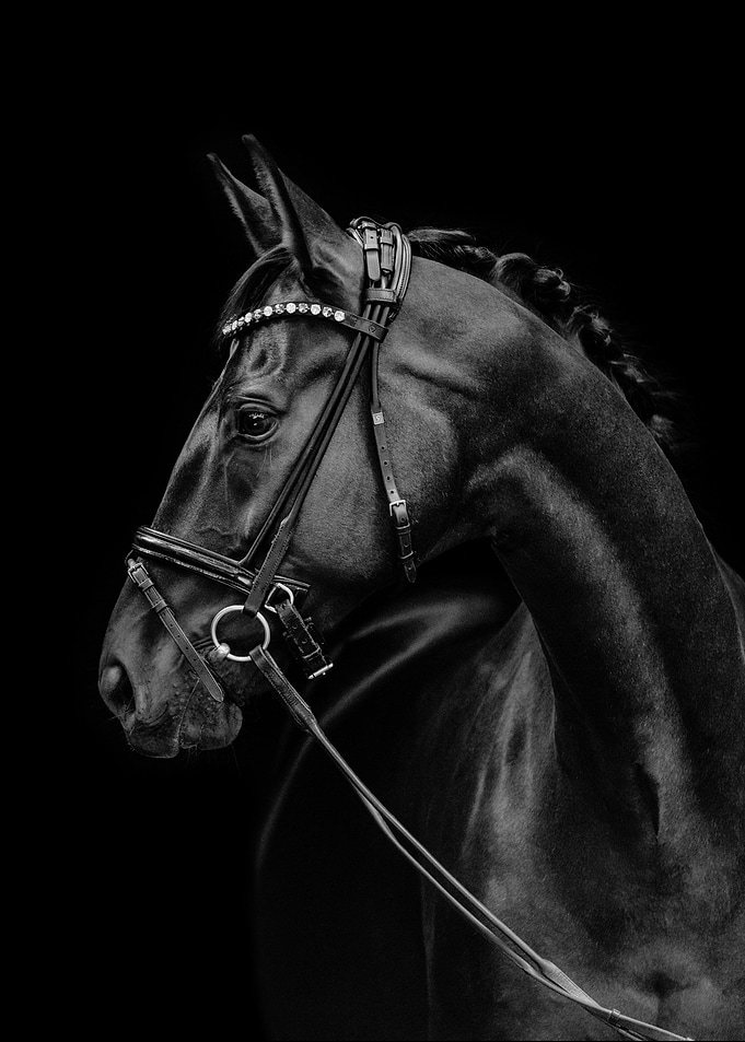 Black Horse Portrait