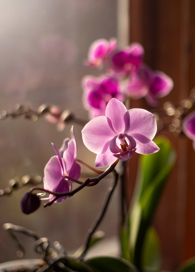Pink Orchid in Sunlight