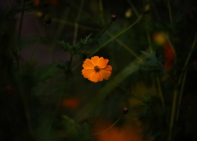 Orange Flower in Green Foliage