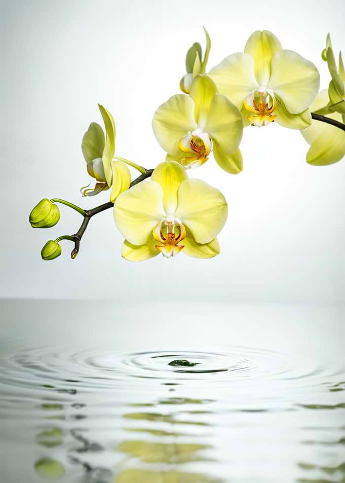 Yellow Orchid and Water Ripples