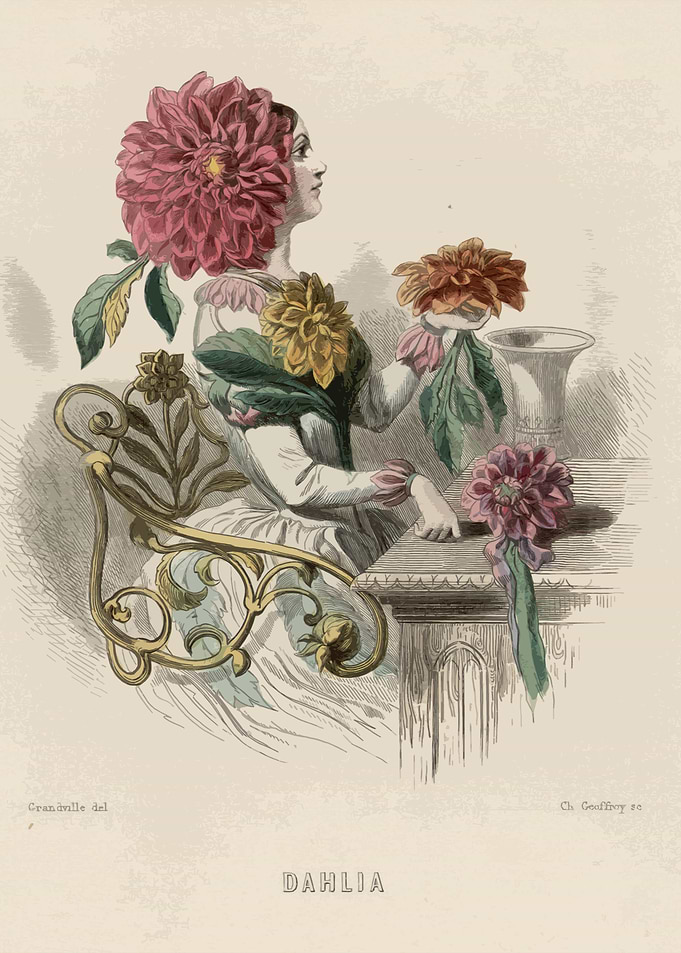Dahlia Flower Illustration