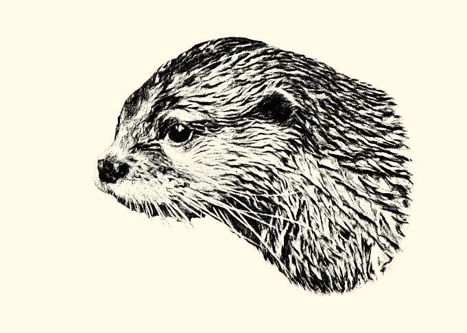 Otter Portrait Sketch