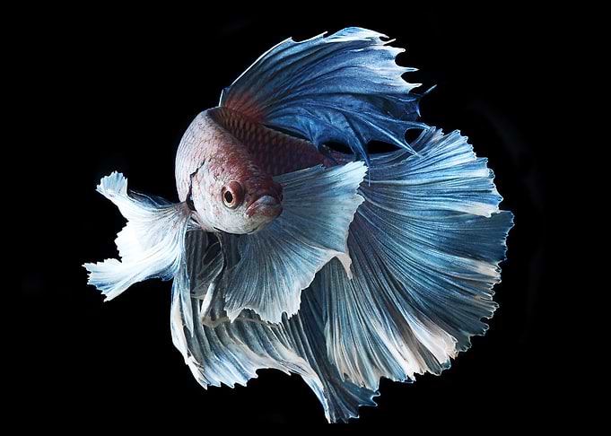 Blue Betta Fish