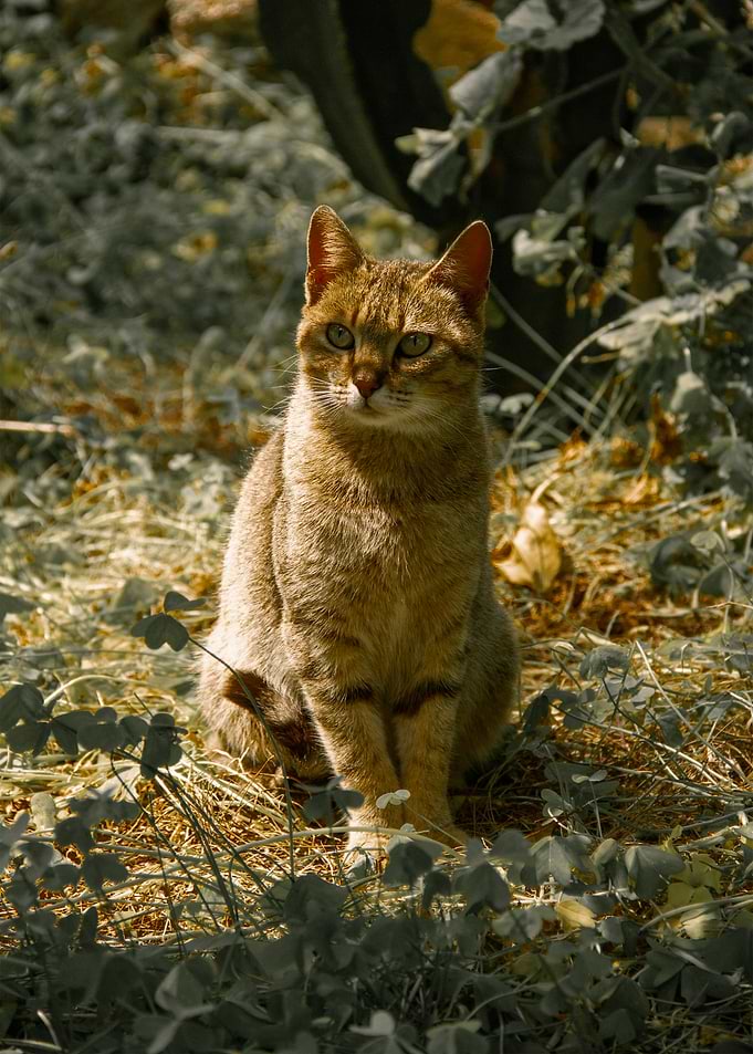 Pawsed in Light: The Feline Gaze