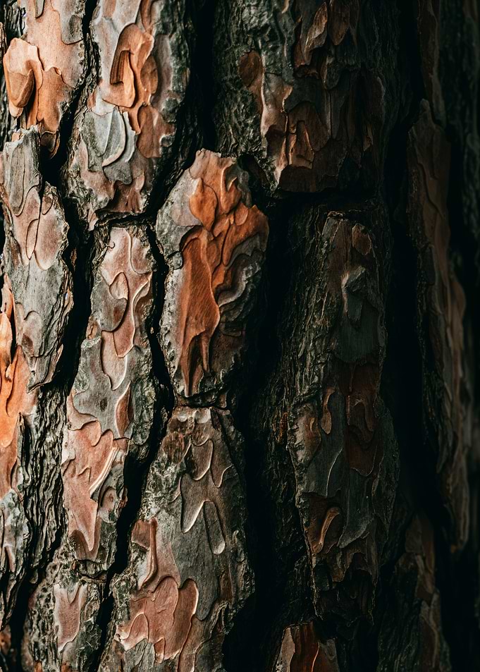 Tree Bark Texture