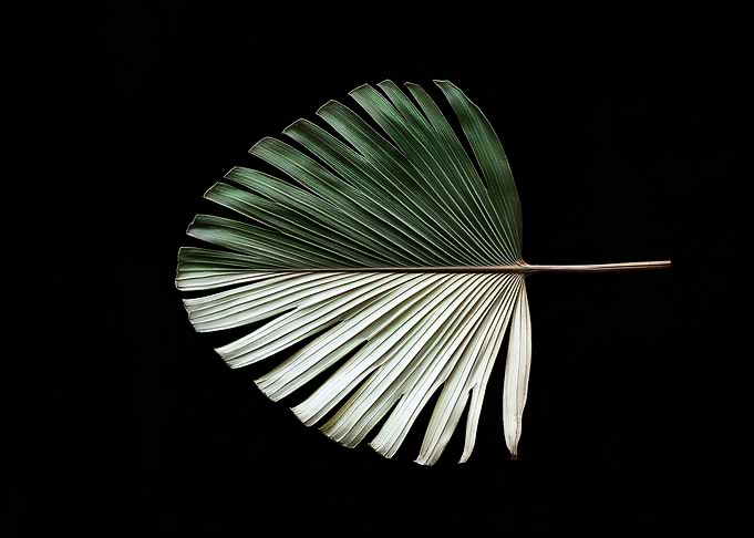 Fractured Elegance: The Palm Frond