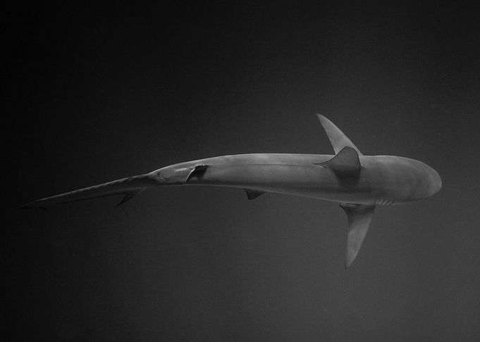 Shark Underwater