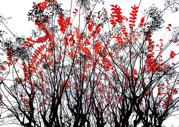 Akizumi 秋炭 - Autumn Embers