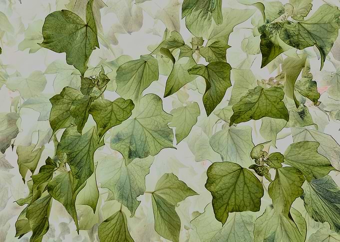 Green Leaf Pattern