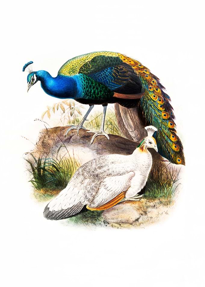 Black Shouldered Pea Fowl