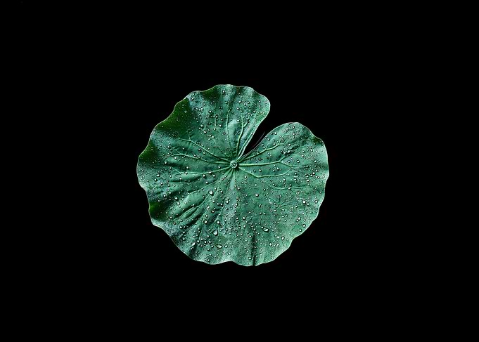 Ripples & Silence: The Lotus Leaf’s Grace