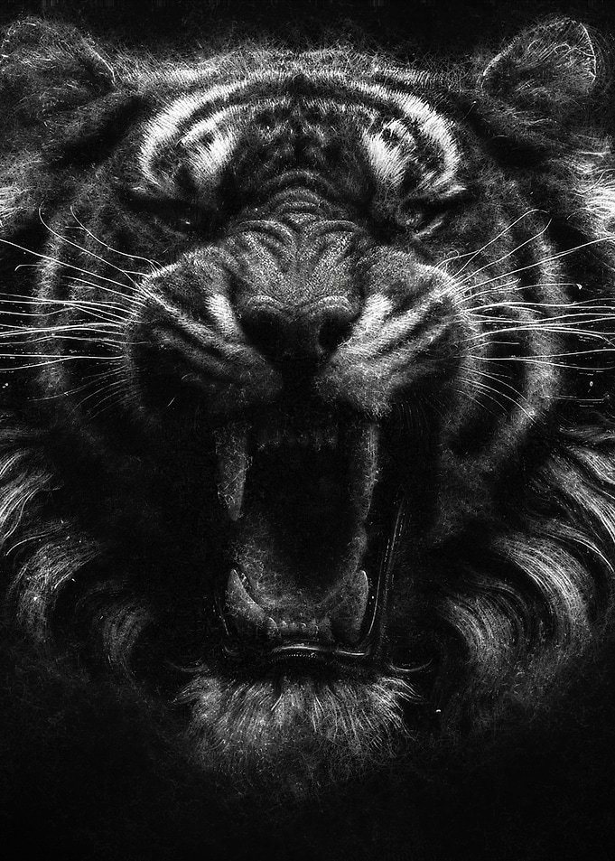 Tiger face close-up roaring sketch art