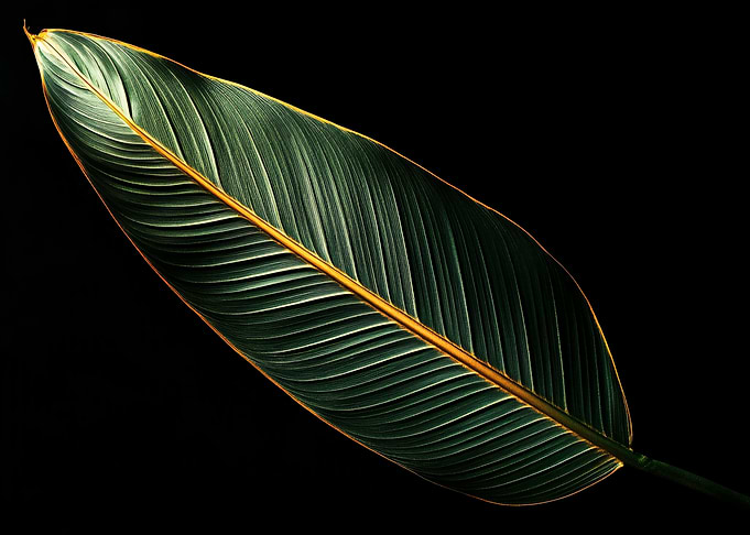 Jungle Flame: The Heliconia’s Glow