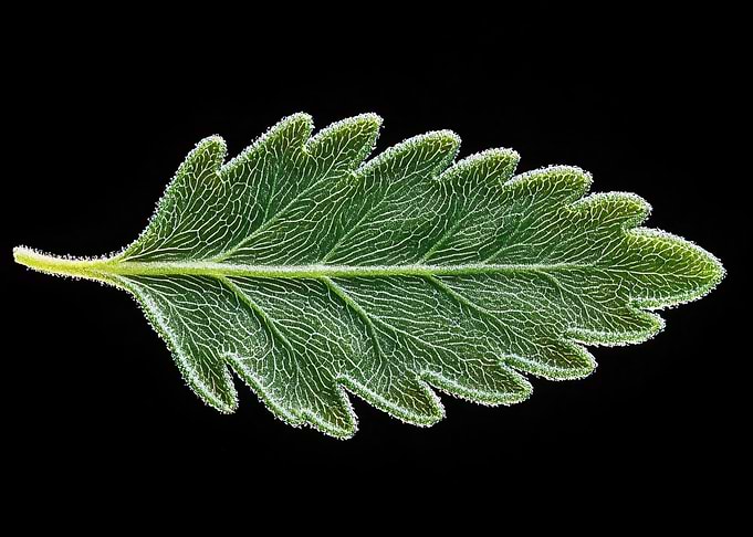 Frosted Fern: Nature’s Intricate Design