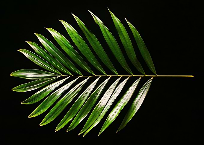 Verdant Symmetry : Tropical Leaf on Black