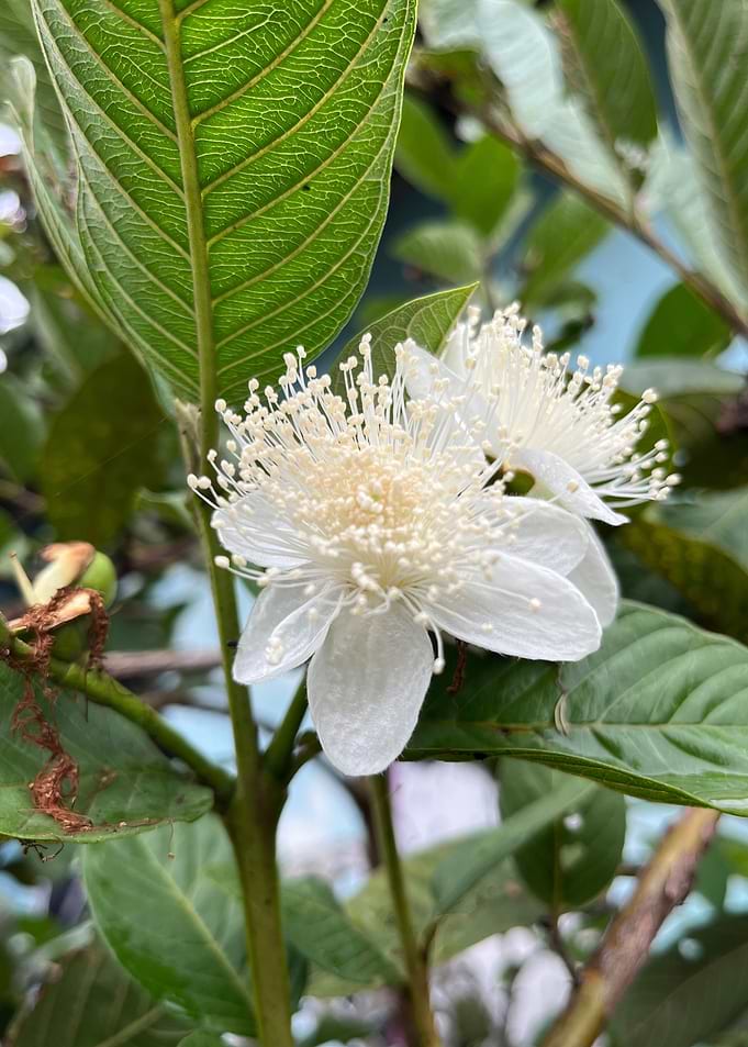 Guava Tree Blossom
