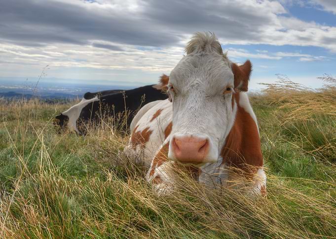 Cow Sitting in a Mountain Field