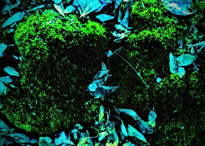 Lucid Memories, Verdant Dreams